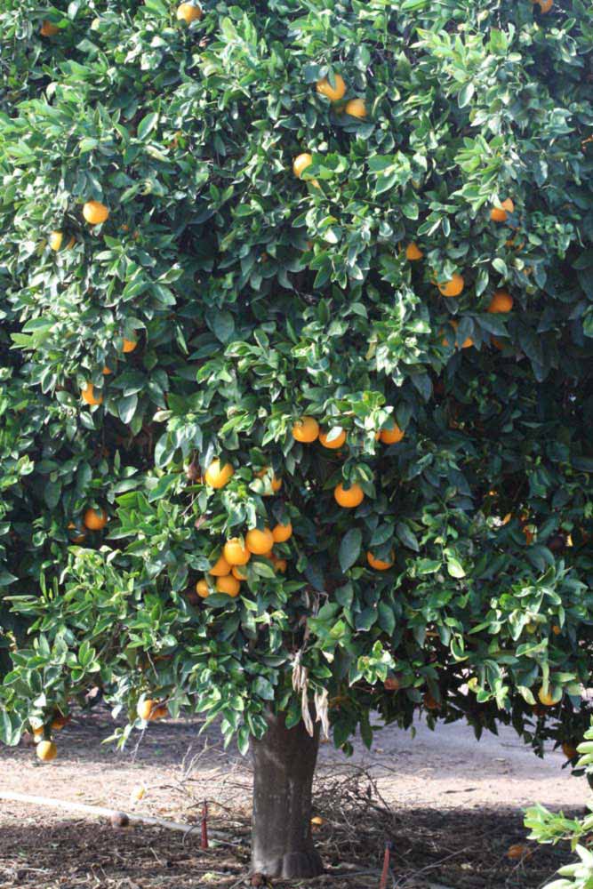              Habit (Riverside, CA)       